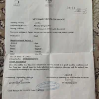 گربه|گربه|اصفهان, دانشگاه اصفهان|دیوار