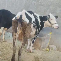 فروش دو راس گاو با گوساله|حیوانات مزرعه|زیلائی, |دیوار