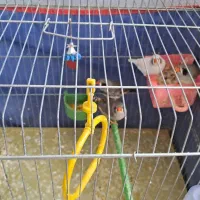 باسلام چند جفت فنچ به فروش میرود|پرنده|شیراز, جانبازان|دیوار