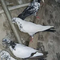 کفتر رنگی سفید دم سیاه کله زرد سرور|پرنده|کرج, حسین‌آباد|دیوار