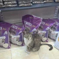 پت شاپ