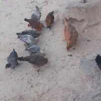 ۴۰۰.   ۸۰۰|حیوانات مزرعه|منج, |دیوار