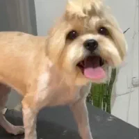 سگ پا کوتاه شیتزو