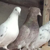 مایه کفتر کبوتر