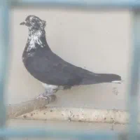 کبوتر|پرنده|معصومیه, |دیوار