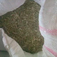 خارشتر نرم وسبز و دونه دار