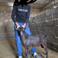 نر بز مورسیا|حیوانات مزرعه|سمنان, |دیوار