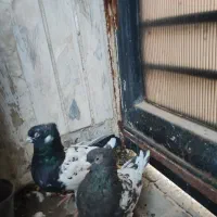 تعدادی کبوتر جفت و تکی|پرنده|مشهد, کلاهدوز|دیوار