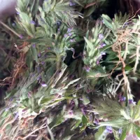 چای کوهی همون کاتولی