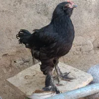 نیمچه  مرندی مشکی و خروس گلین اصیل