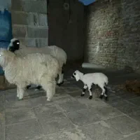 خریدار|حیوانات مزرعه|خاش, |دیوار