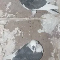 کبوتر|پرنده|تربت جام, کشتارگاه|دیوار