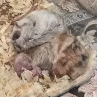 همستر نر و ماده|موش و خرگوش|مشهد, کوشش|دیوار