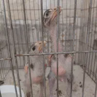 جوجه لاری