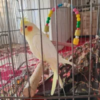 عروس نر بیش از. ۲۰ کلام حرف می زنه معا وضه با|پرنده|مشهد, قائم|دیوار