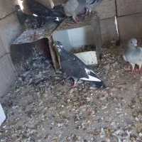 کبوتر پلاکی|پرنده|راور, |دیوار
