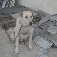 سگ گله ای۰۰۰