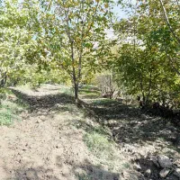 باغ گردو در روستای صفی آباد|فروش زمین و ملک کلنگی|دوزین, |دیوار