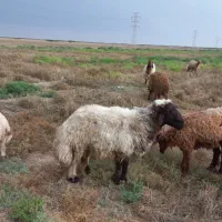 قوچ|حیوانات مزرعه|کارون, |دیوار