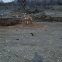 سگ نر|سگ|بردسکن, |دیوار