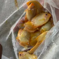 آکواریوم فروشی