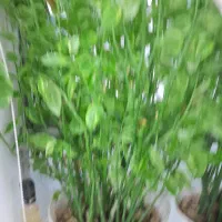 گل.پدلانتوس|گل و گیاه طبیعی|رشت, پل تالشان|دیوار