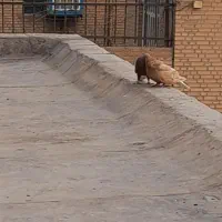 یجفت دم سفید زرد وسرخ خال مشکی|پرنده|پاکدشت, پاکدشت (مامازند)|دیوار