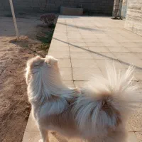 سگ پاکوتاه پامرانین خوشگل