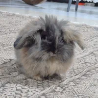 خرگوش|موش و خرگوش|بوکان, |دیوار