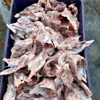 پخش غذای حیوانات