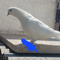 کبوتر پرشی|پرنده|اصفهان, باغ فردوس|دیوار
