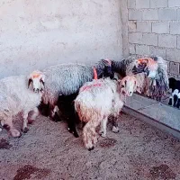 ۷میش وبره|حیوانات مزرعه|شوشتر, |دیوار