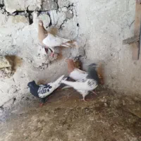 پرنده