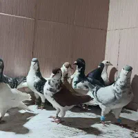 کفتر|پرنده|سبزوار, فقیه سبزواری|دیوار