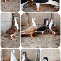 ساده کاکولی کفتر کبوتر کلاغ طوقی