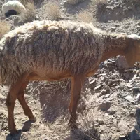 میش دورگ ابستن