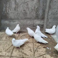 کبوتر ماده|پرنده|نوشین شهر, |دیوار