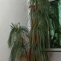 درخت نخل
