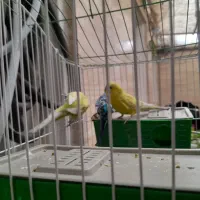 ۲ جفت ۴ تا مرغ عشق همراه با قفس سالم|پرنده|ری, فیروزآبادی|دیوار