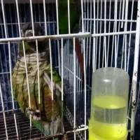 جفت گرینچیک