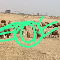 50میلیون مژدگانی