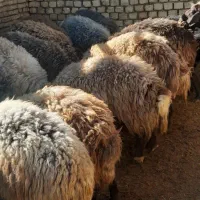 گوسفندوبره