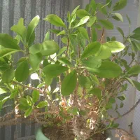 گلهای زیباو سرحال،همه نوع گل موجود است.|گل و گیاه طبیعی|شاهرود, |دیوار