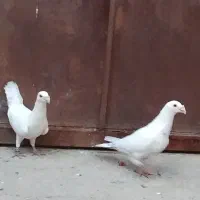 خط دار
