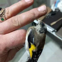 ۳ عدد جوجه نیم رنگ قفس|پرنده|کرج, حصارک بالا|دیوار