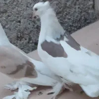 کبوتر قشنگ|پرنده|خورموج, |دیوار