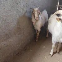 نربز ،چپش،سانن،پاکستانی