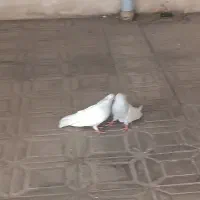 کبوترطوس بلند و کشیده|پرنده|ساری, |دیوار
