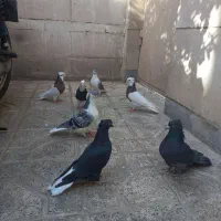 حراج (طوقی،ساده،دمسفید)|پرنده|مشهد, کارمندان دوم|دیوار