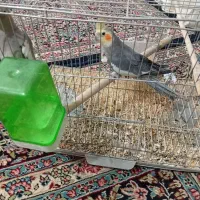 عروس هلندی|پرنده|بم, |دیوار